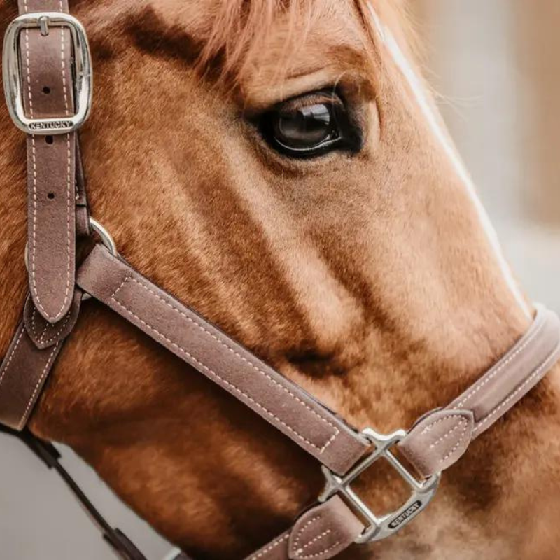 Capezza Anatomic Suede